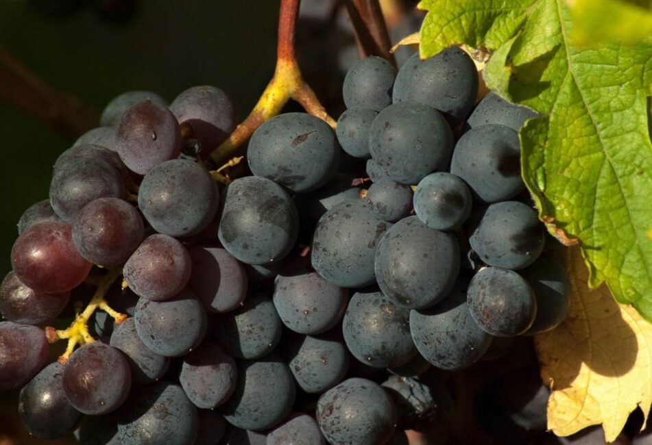 jak się robi wino z winogrona