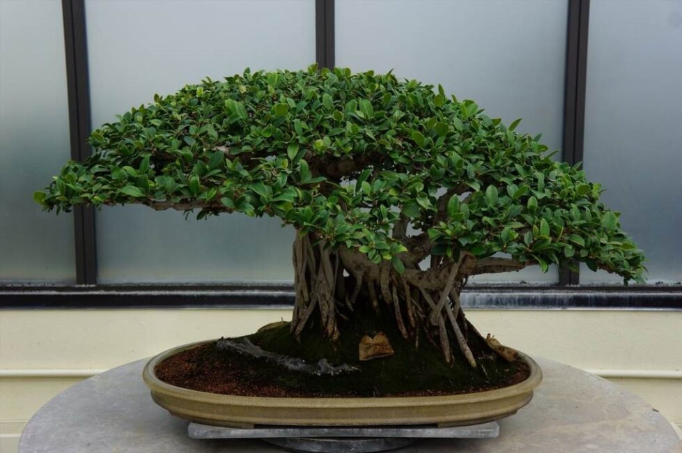 jak wyhodować drzewko bonsai